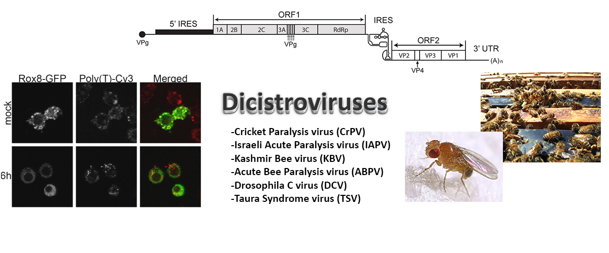 Virology