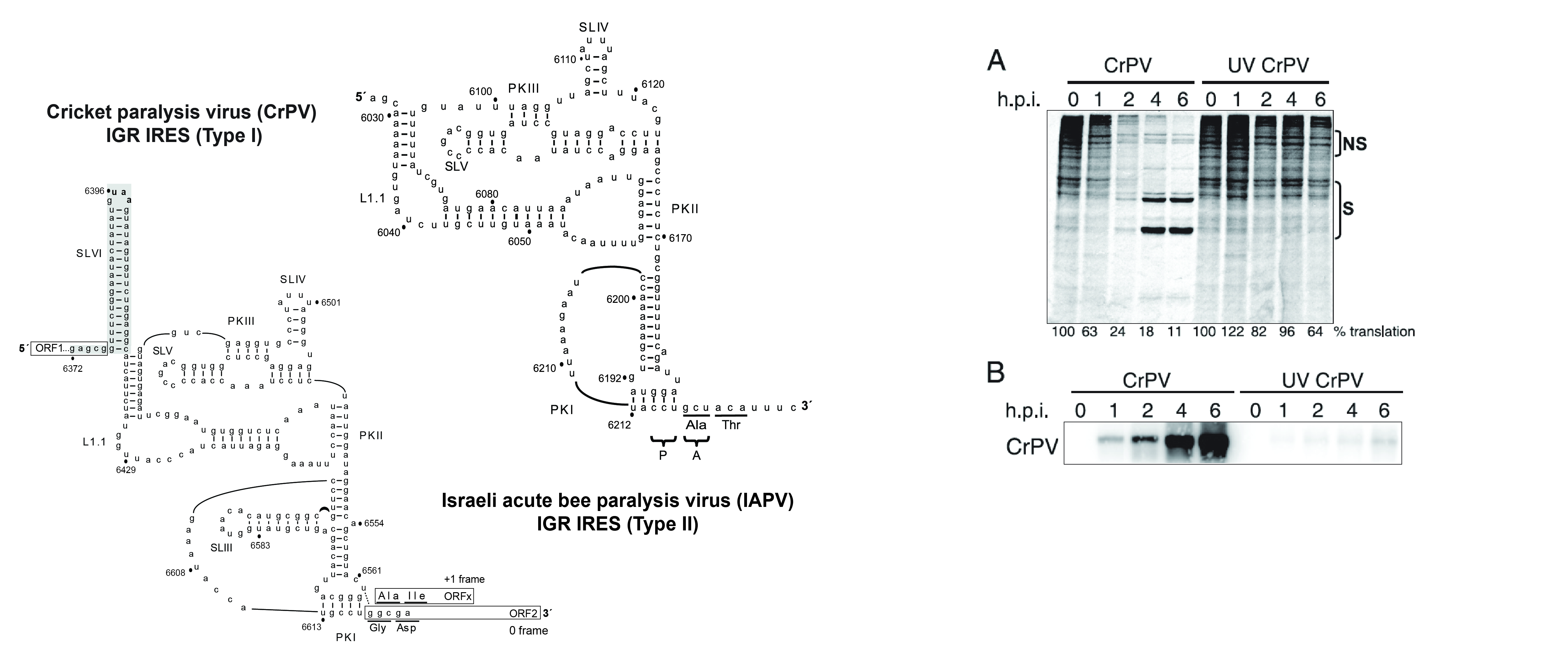 Translational Control and RNA Structure